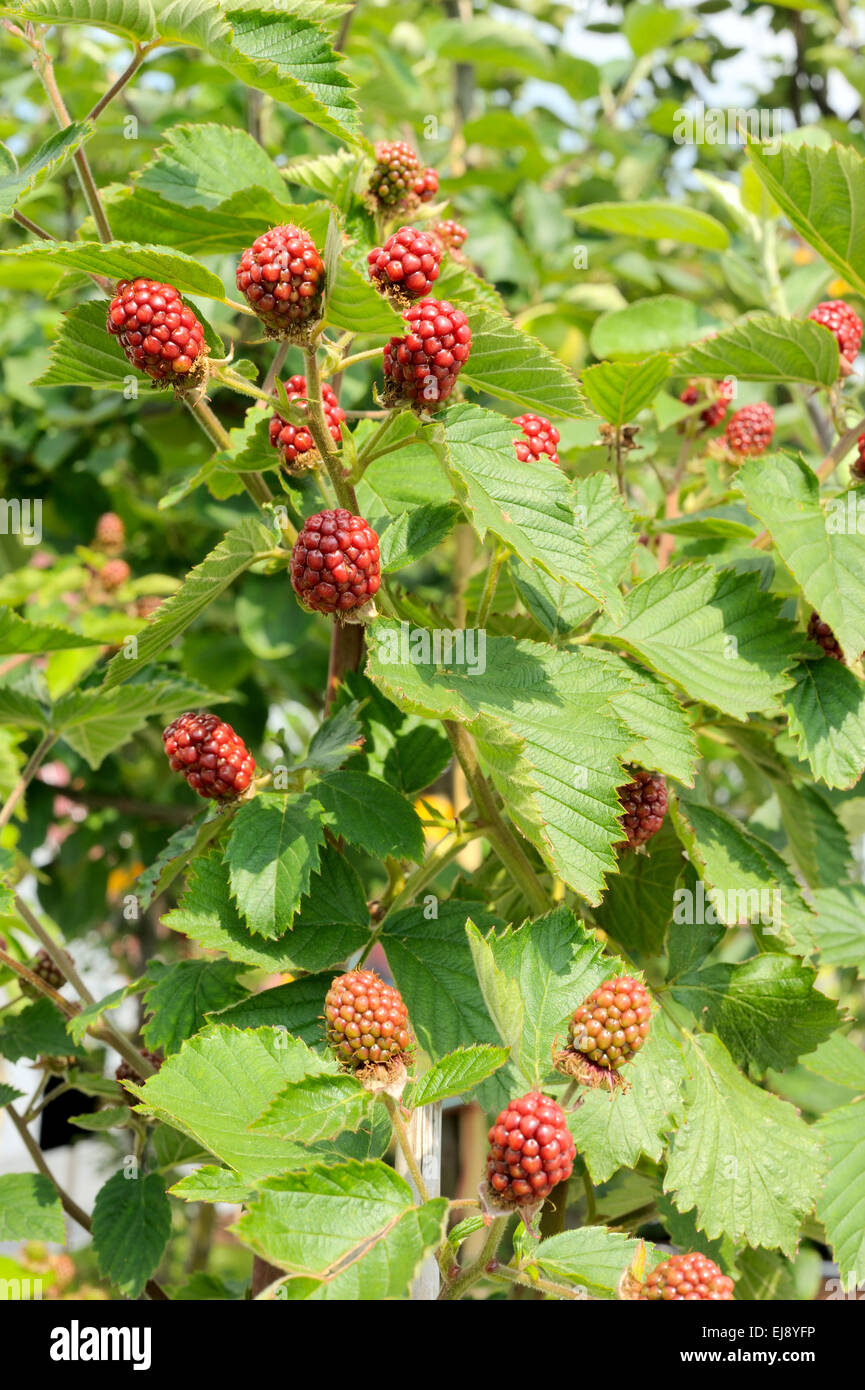 Garden blackberry Stock Photo