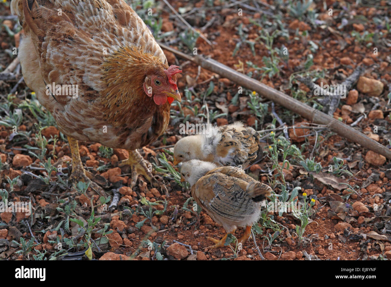 chicken with hen Stock Photo