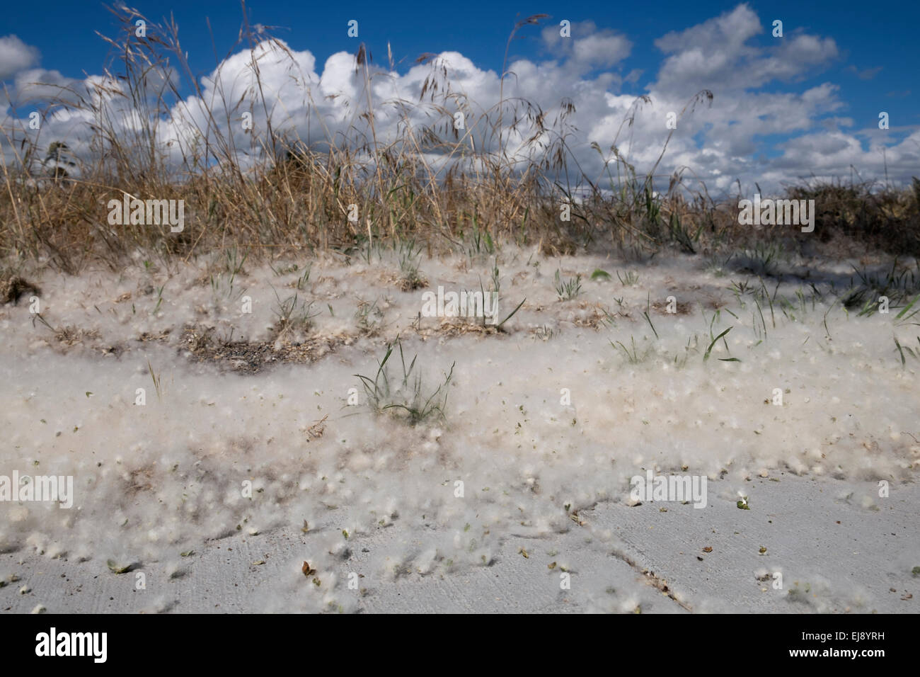 Populus deltoides. Cottonwood tree seeds Taupo, New Zealand Stock Photo