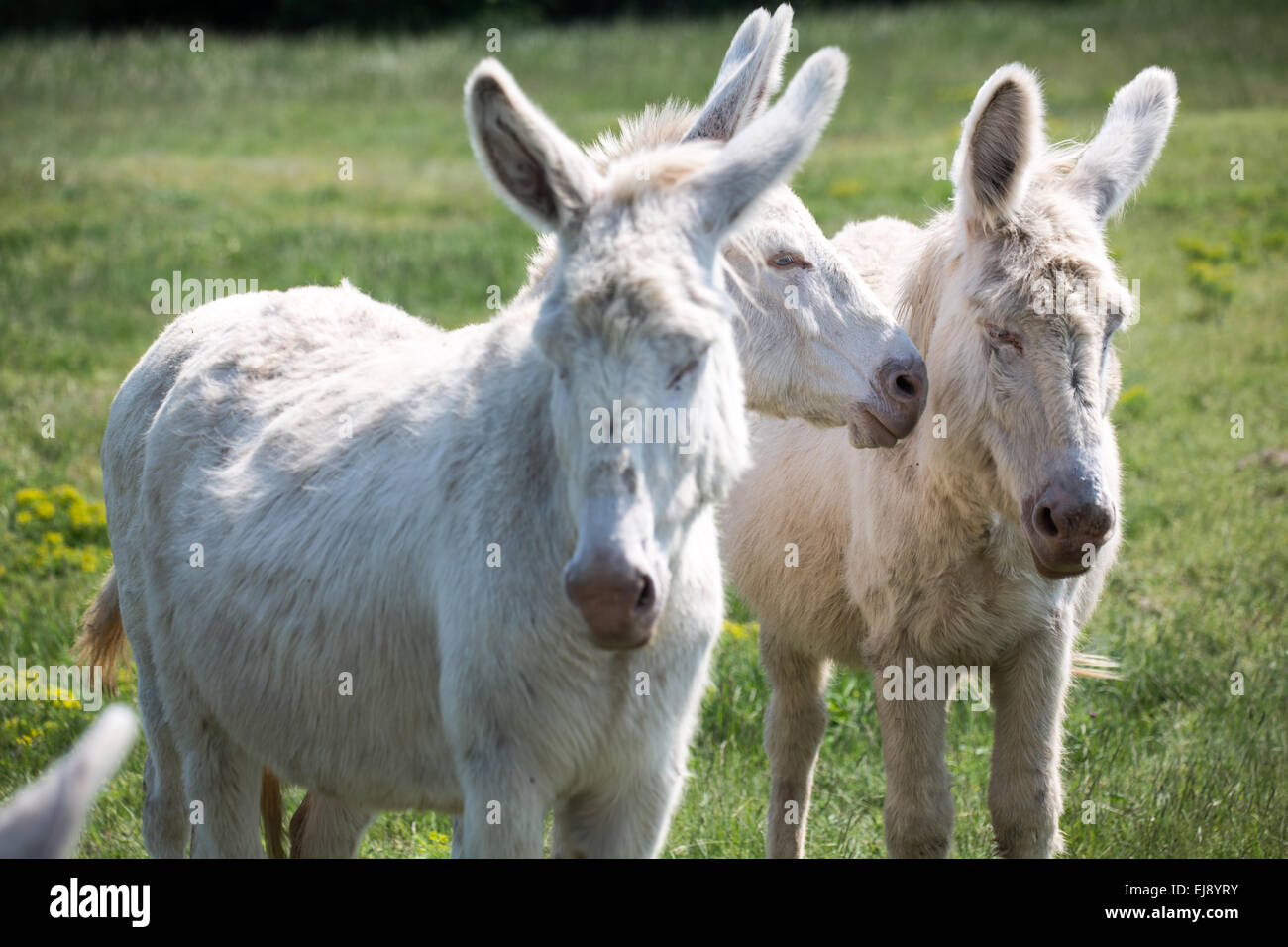 White donkey Stock Photo