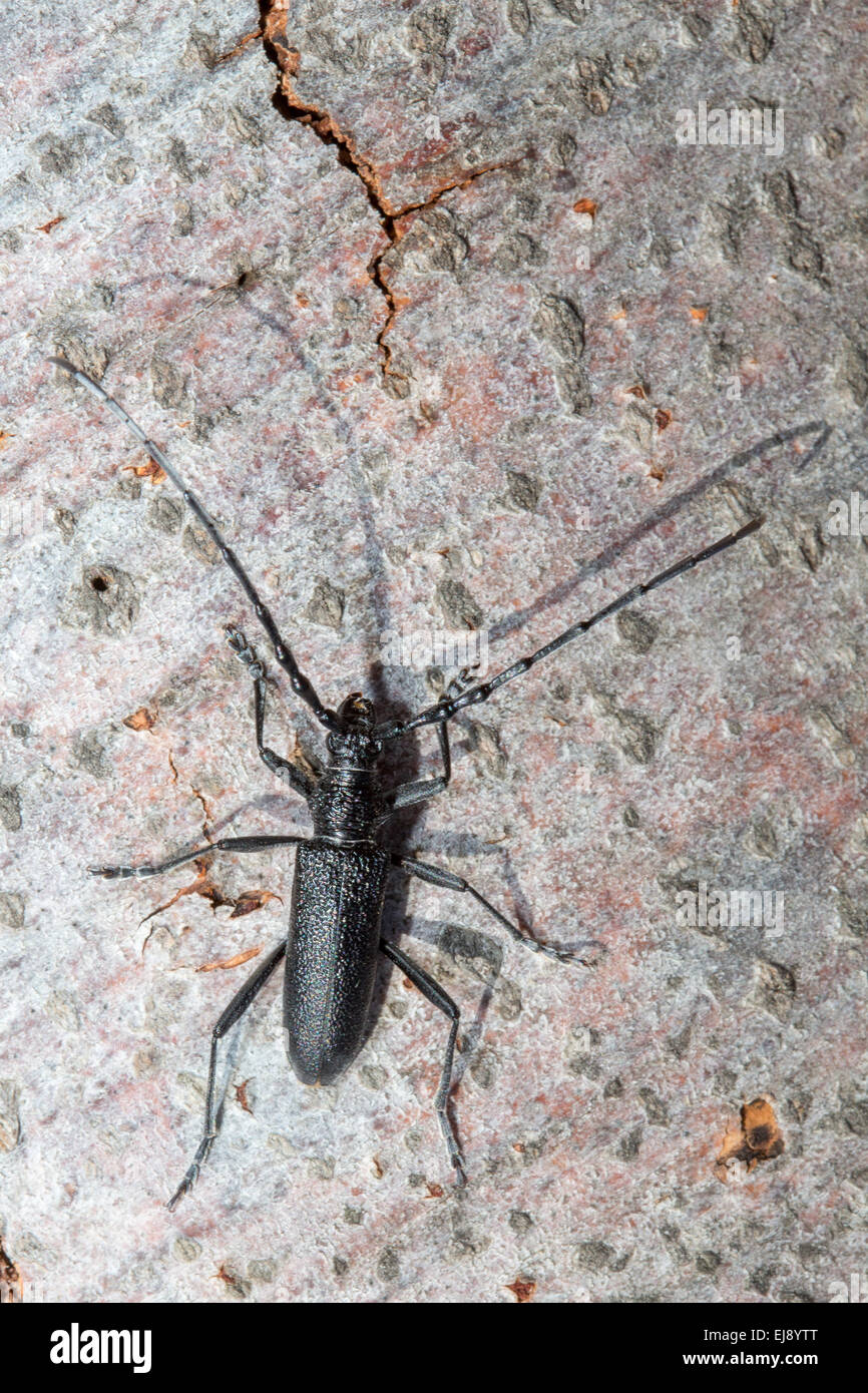 Capricorn beetle Stock Photo