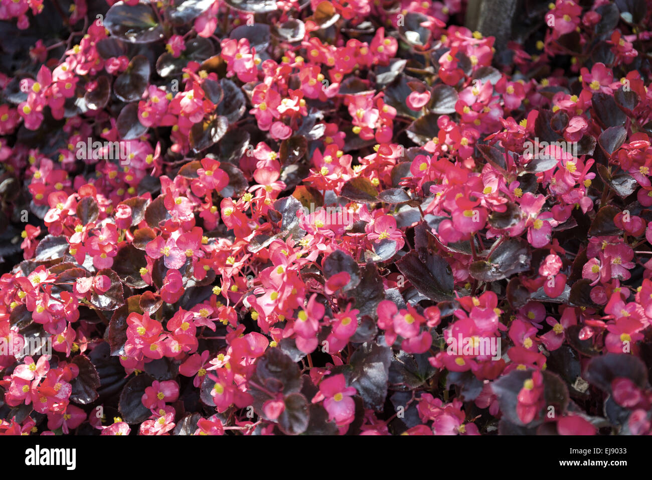 Begonia flowering plant Stock Photo