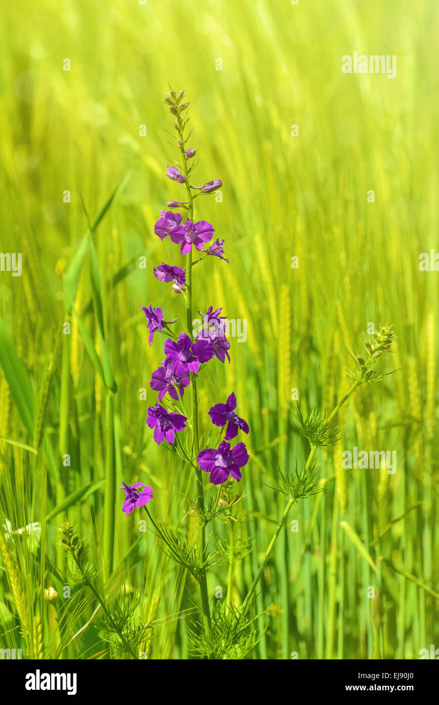 With field larkspur hires stock photography and images Alamy