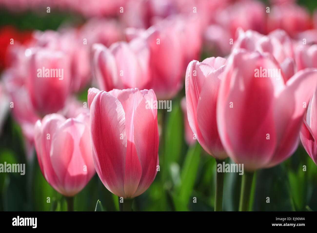 pink tulip flowers in full bloom Stock Photo