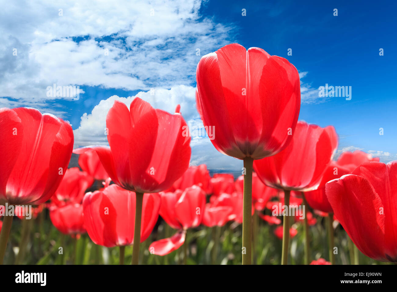 the tulip flowers of spring Stock Photo