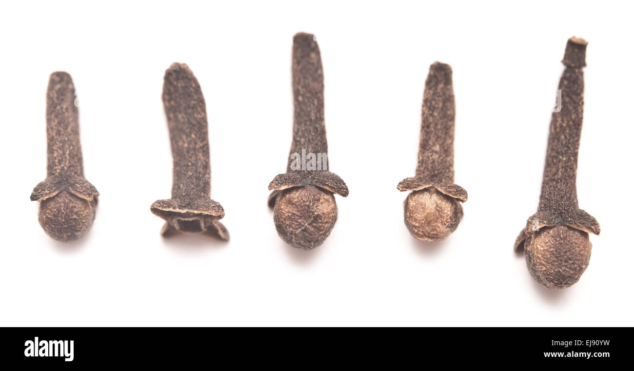 Carnation of india hires stock photography and images Alamy