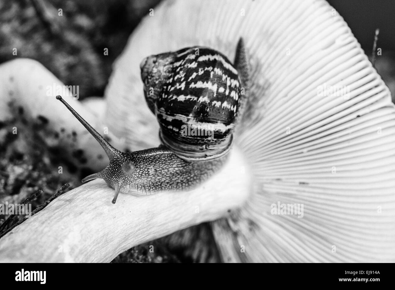 Snail in Summer Garden Stock Photo