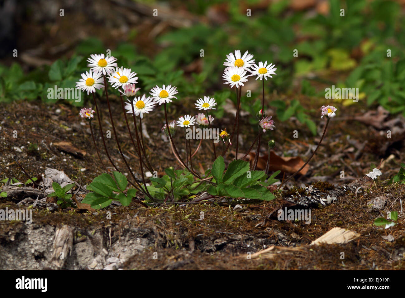 Bellis perennis, Common daisy Stock Photo
