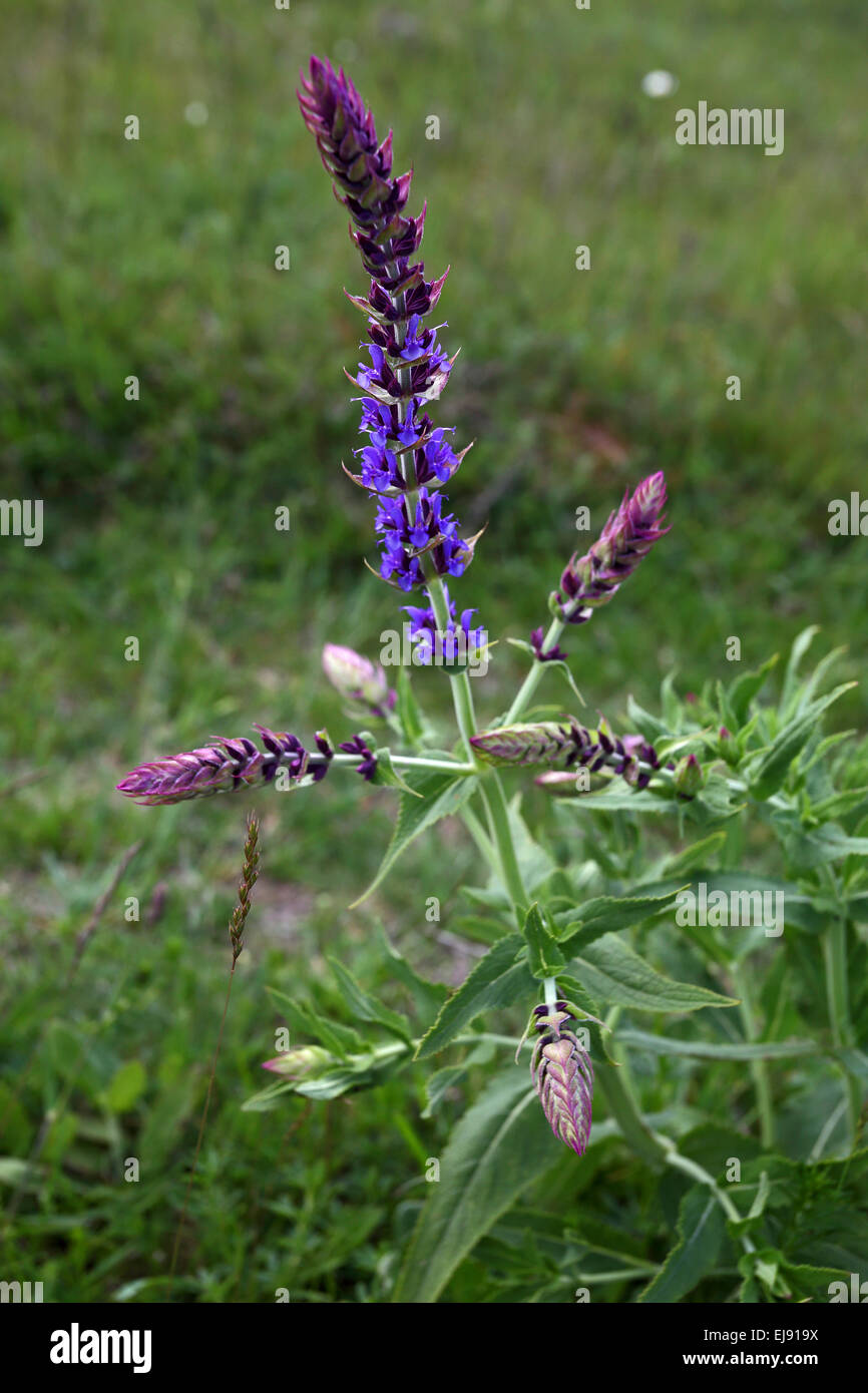 Salvia nemorosa, woodland sage Stock Photo