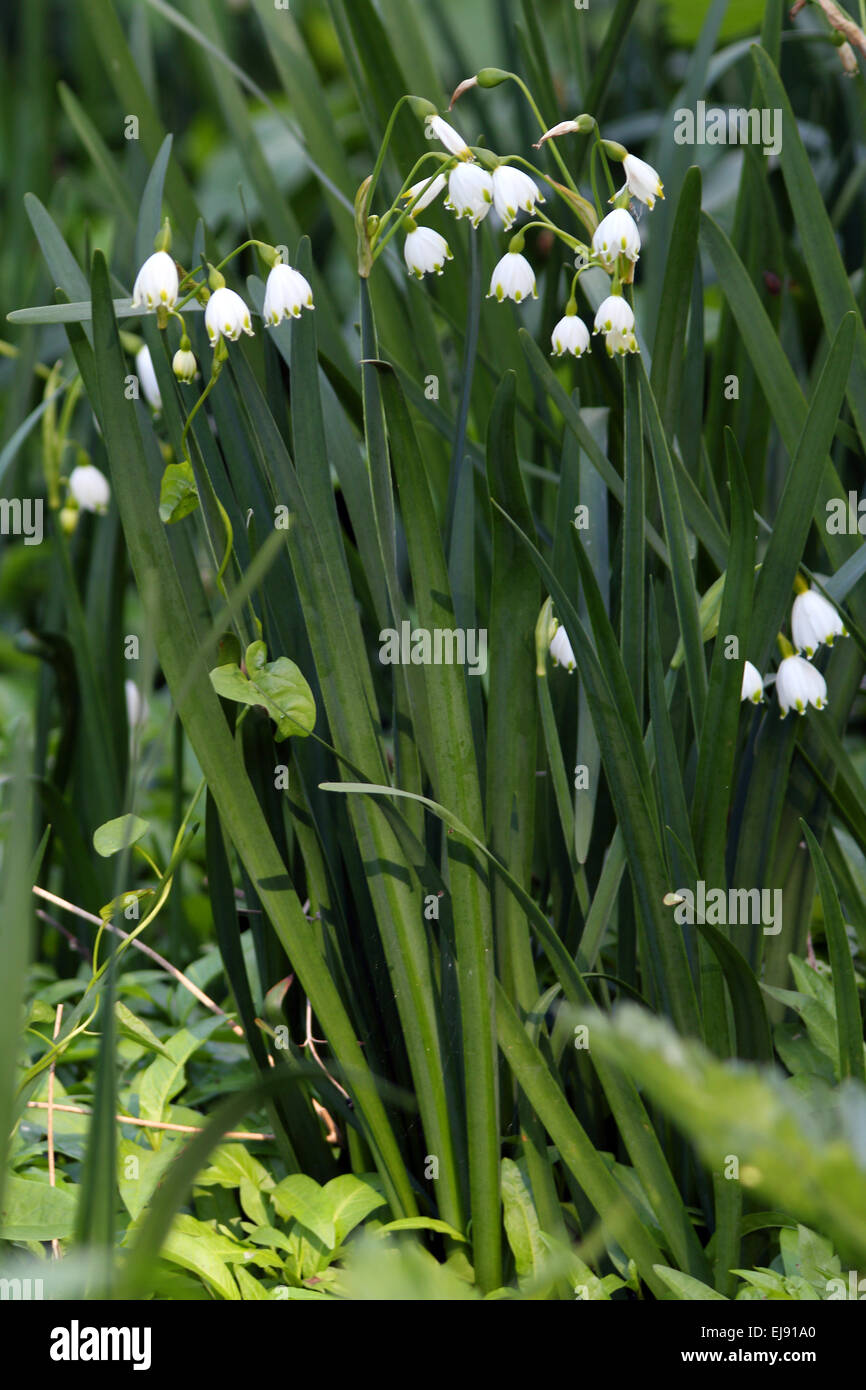 Summer snowflake, Leucojum aestivum Stock Photo Alamy