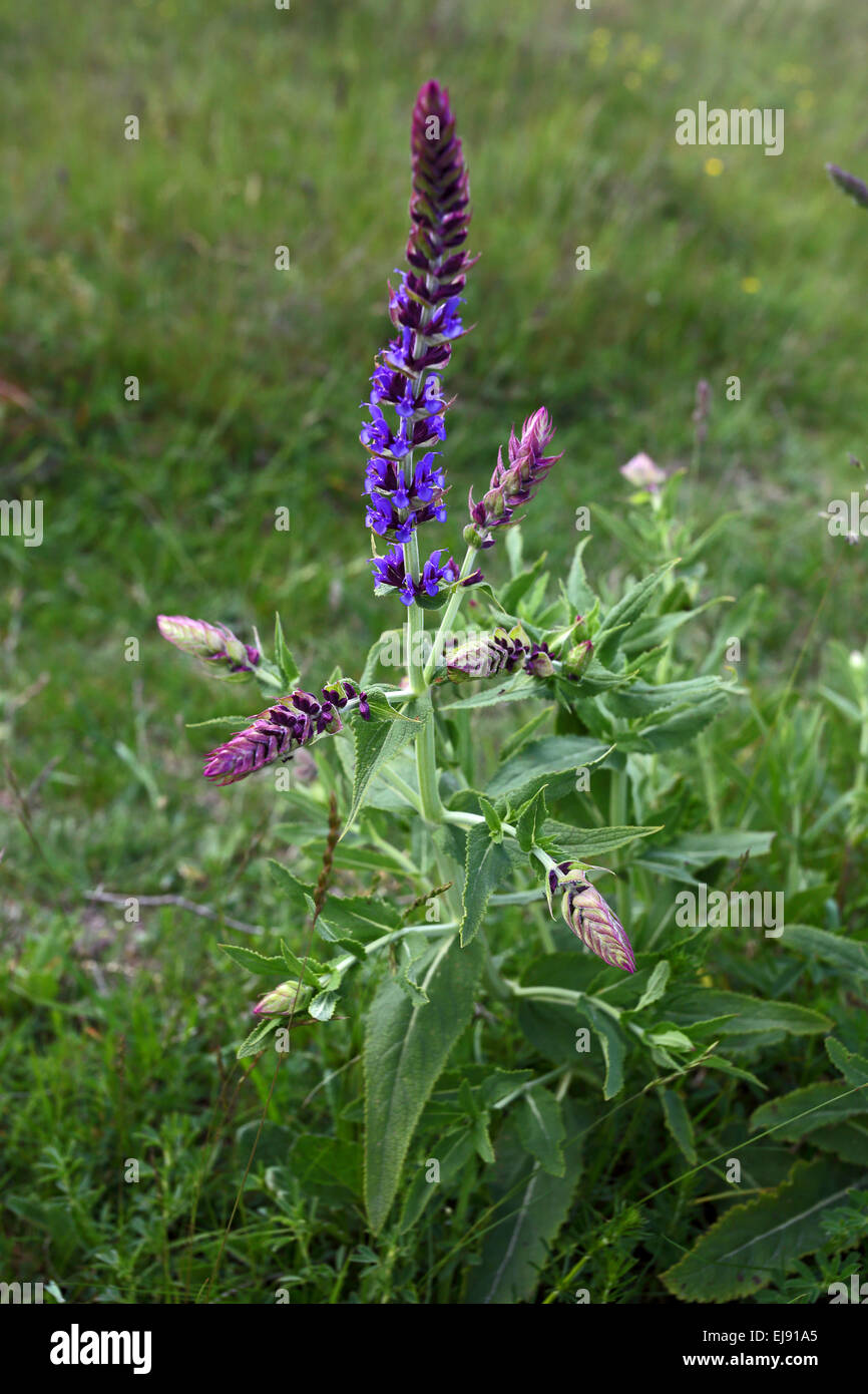 Salvia nemorosa, woodland sage Stock Photo