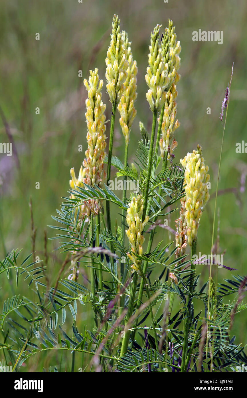 Astralagus cicer, Chickpea milkvetch Stock Photo