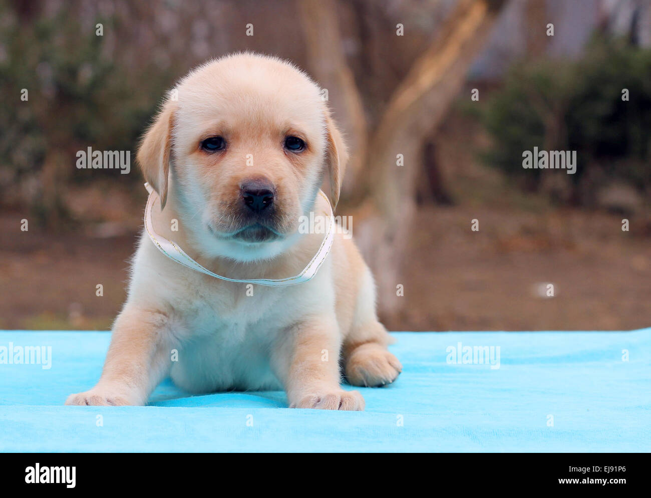 the yellow labrador puppy laying on blue background Stock Photo - Alamy