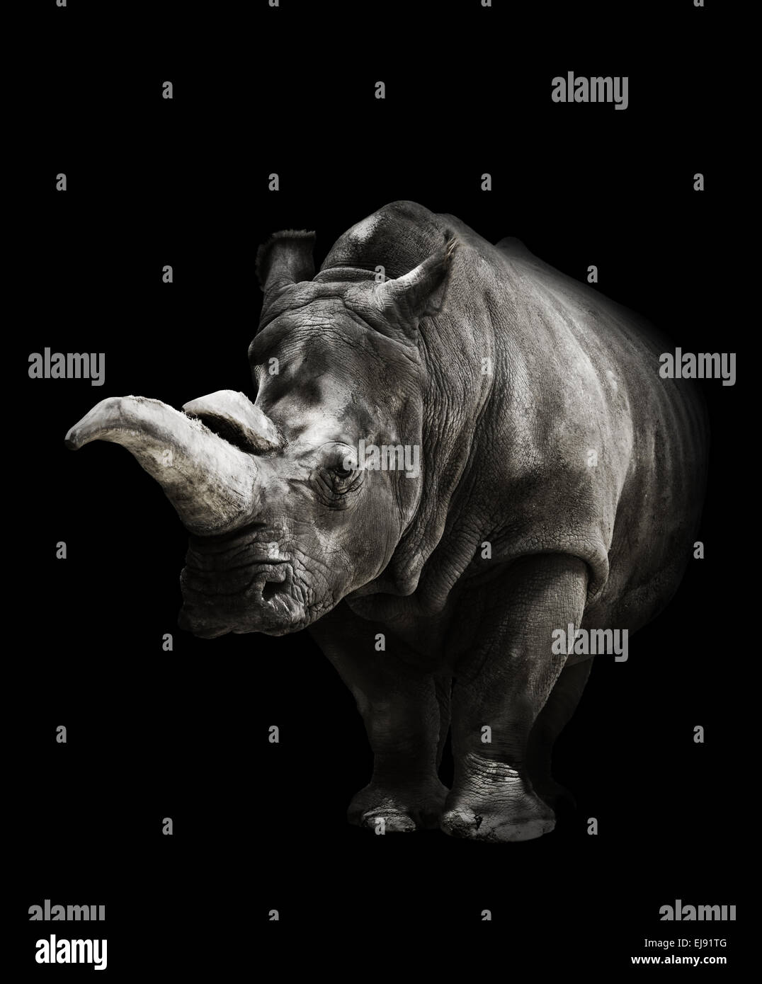 Black rhinoceros black background hires stock photography and images Alamy