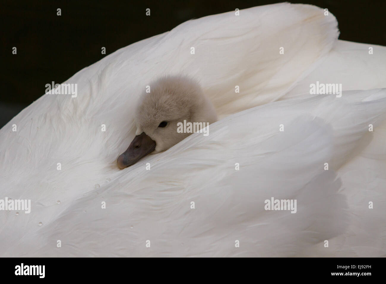 Cygnet almost hidden by feathers of parent swan as it hitches a ride. Stock Photo