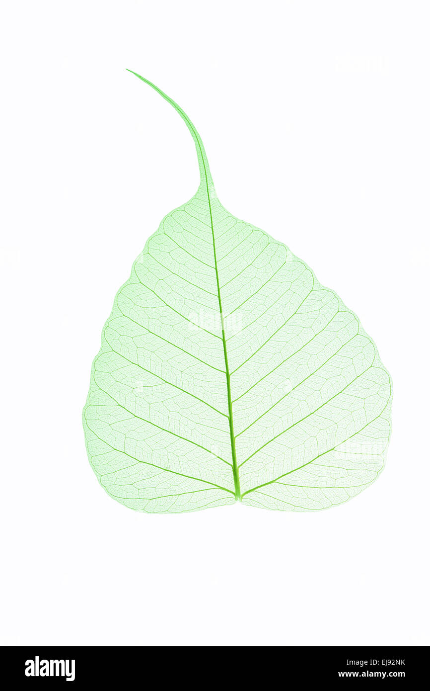 leaf vein isolated Stock Photo
