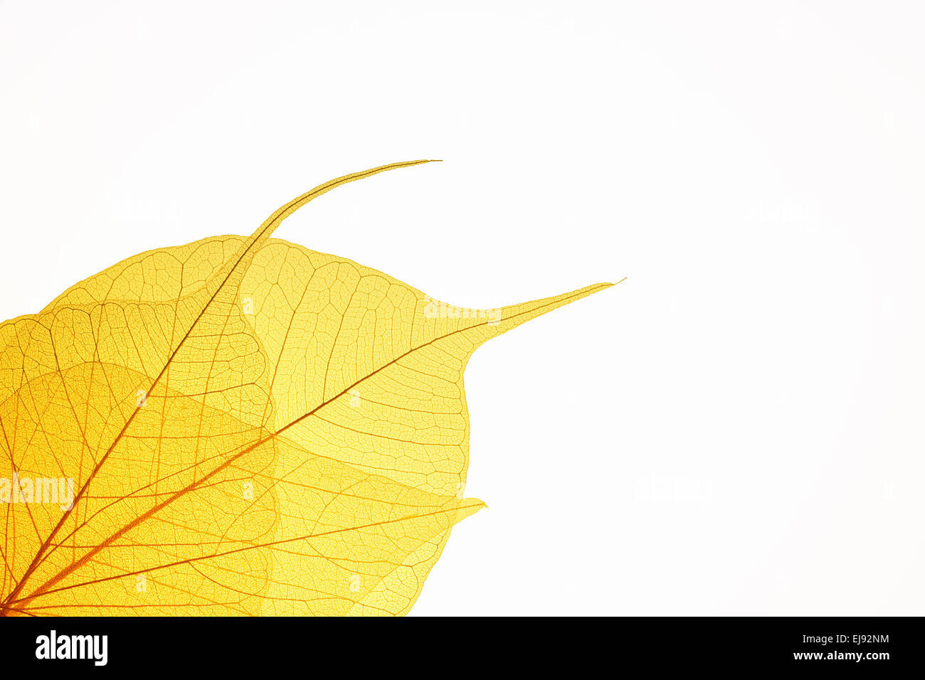 Vein structure leaf hi-res stock photography and images - Alamy
