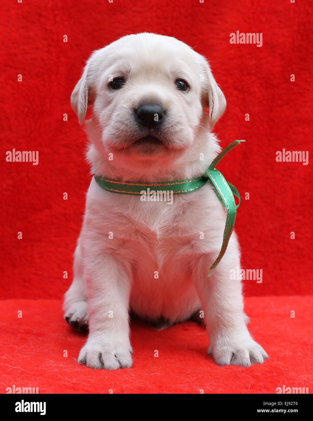 a nice yellow labrador puppy sitting on red background Stock Photo - Alamy