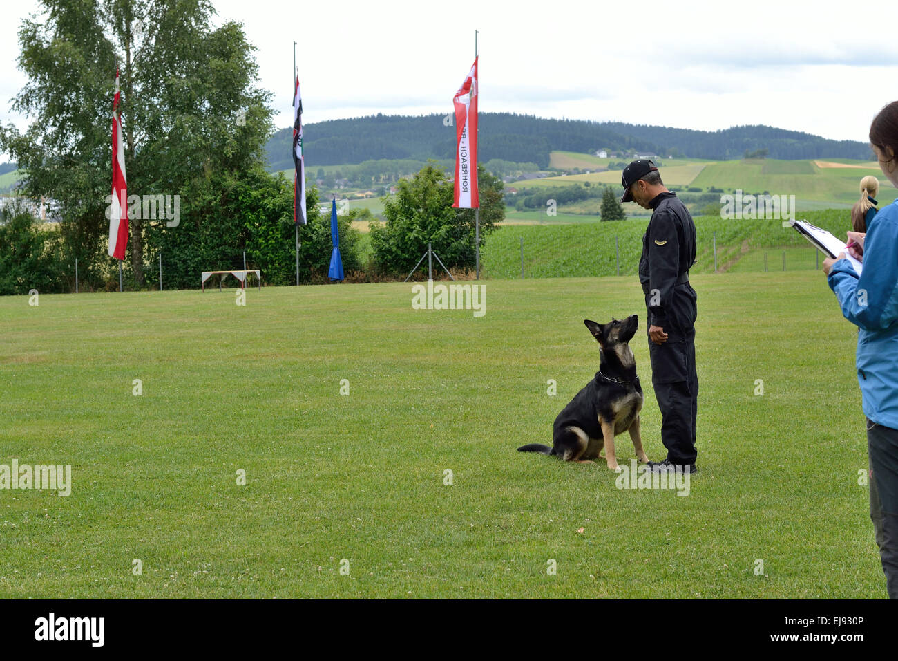 Dog trainer is testing with shepherd Stock Photo