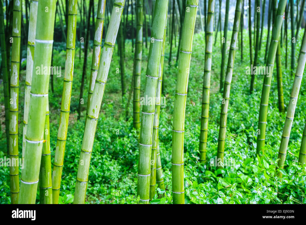 Bamboo grove hires stock photography and images Alamy