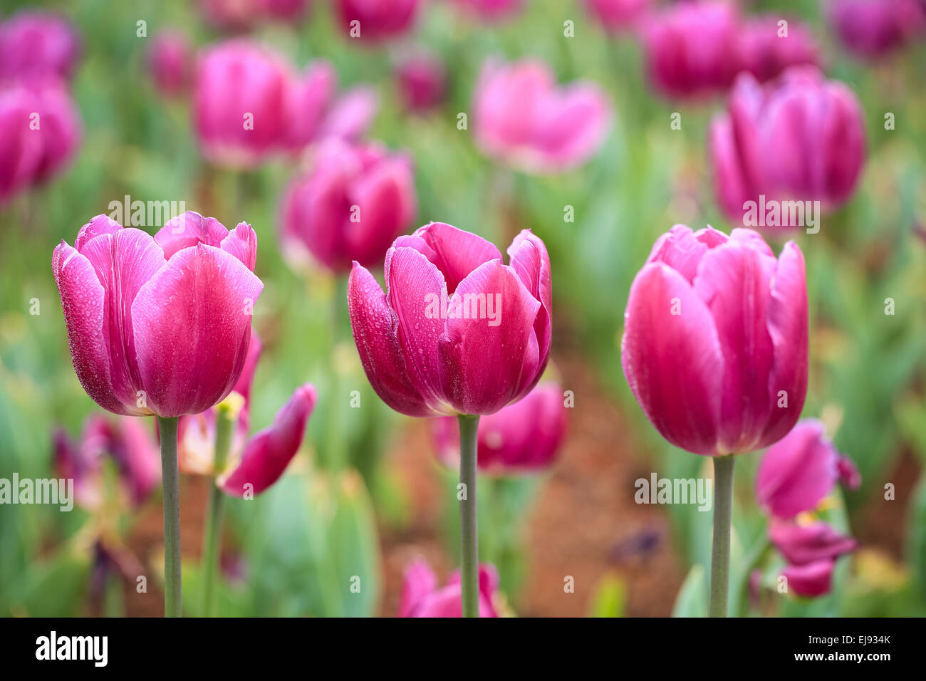 purple tulips in bloom Stock Photo