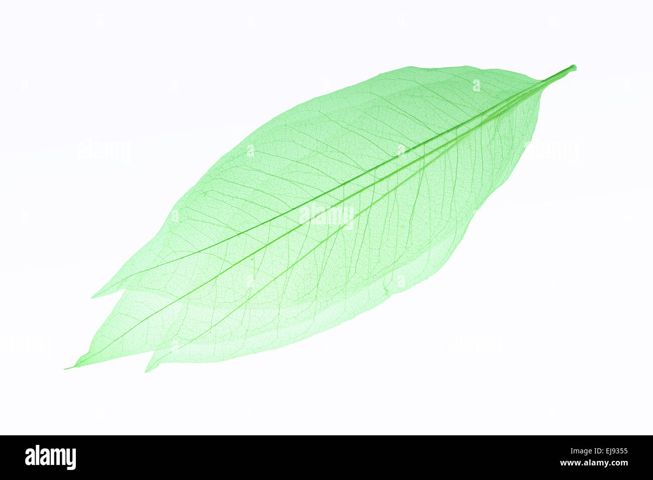 leaf vein Stock Photo