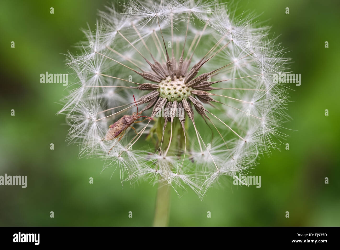 dandelion macro and a small insect Stock Photo