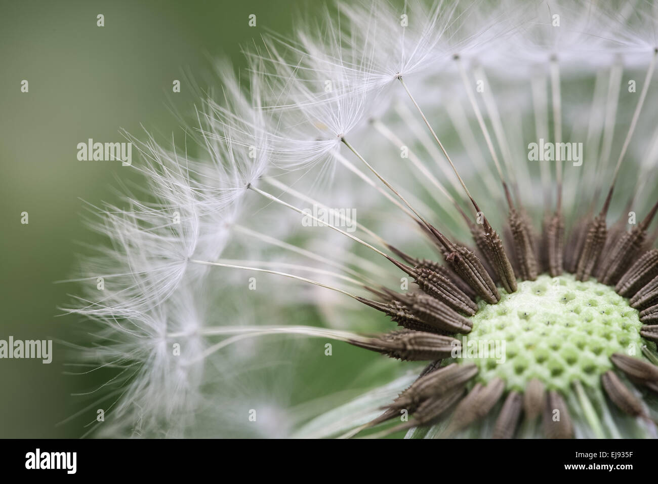 dandelion closeup Stock Photo