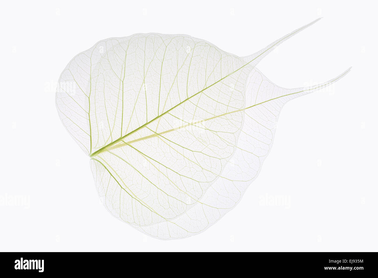 two bodhi leaves vein Stock Photo