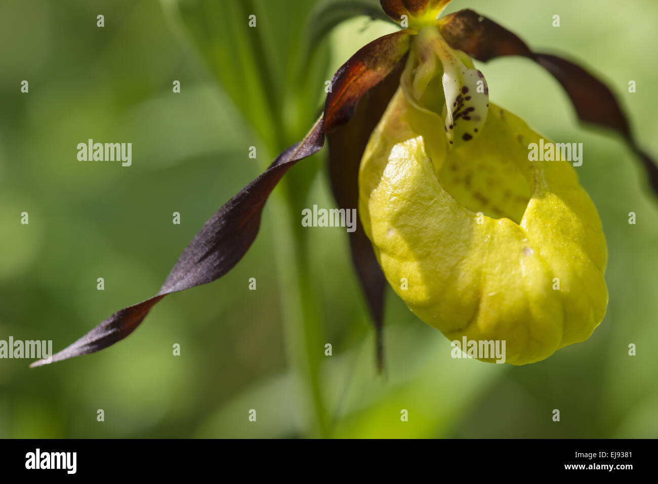 Lady´s slipper orchid, Sweden Stock Photo