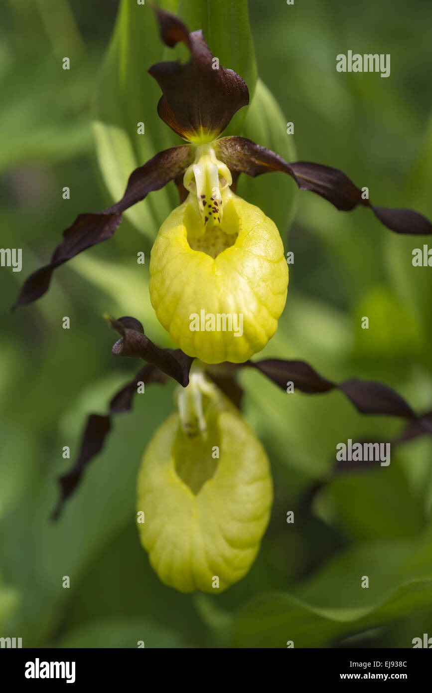 Lady´s slipper orchid, Sweden Stock Photo