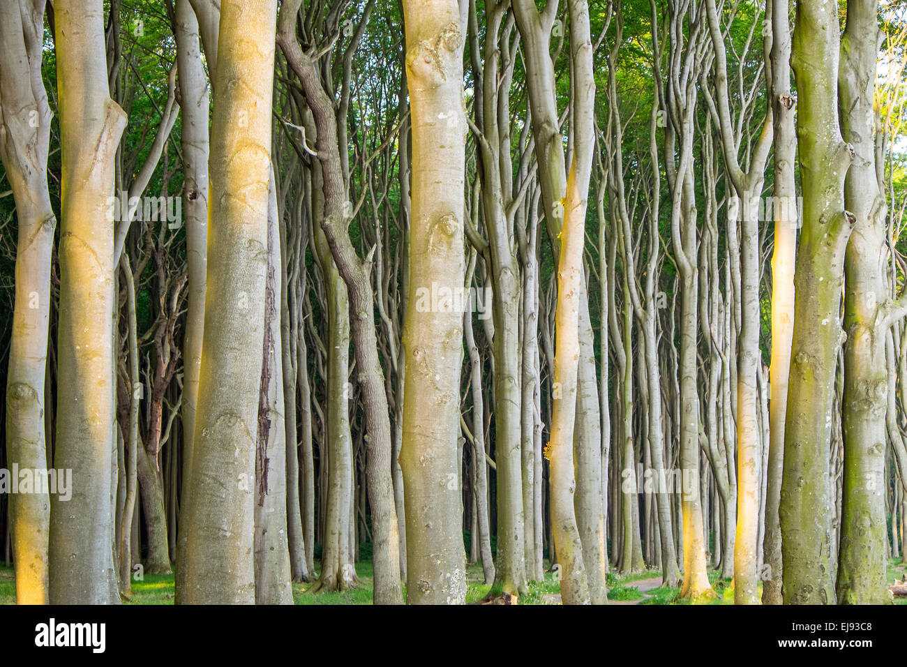 Dense beech tree forest Stock Photo