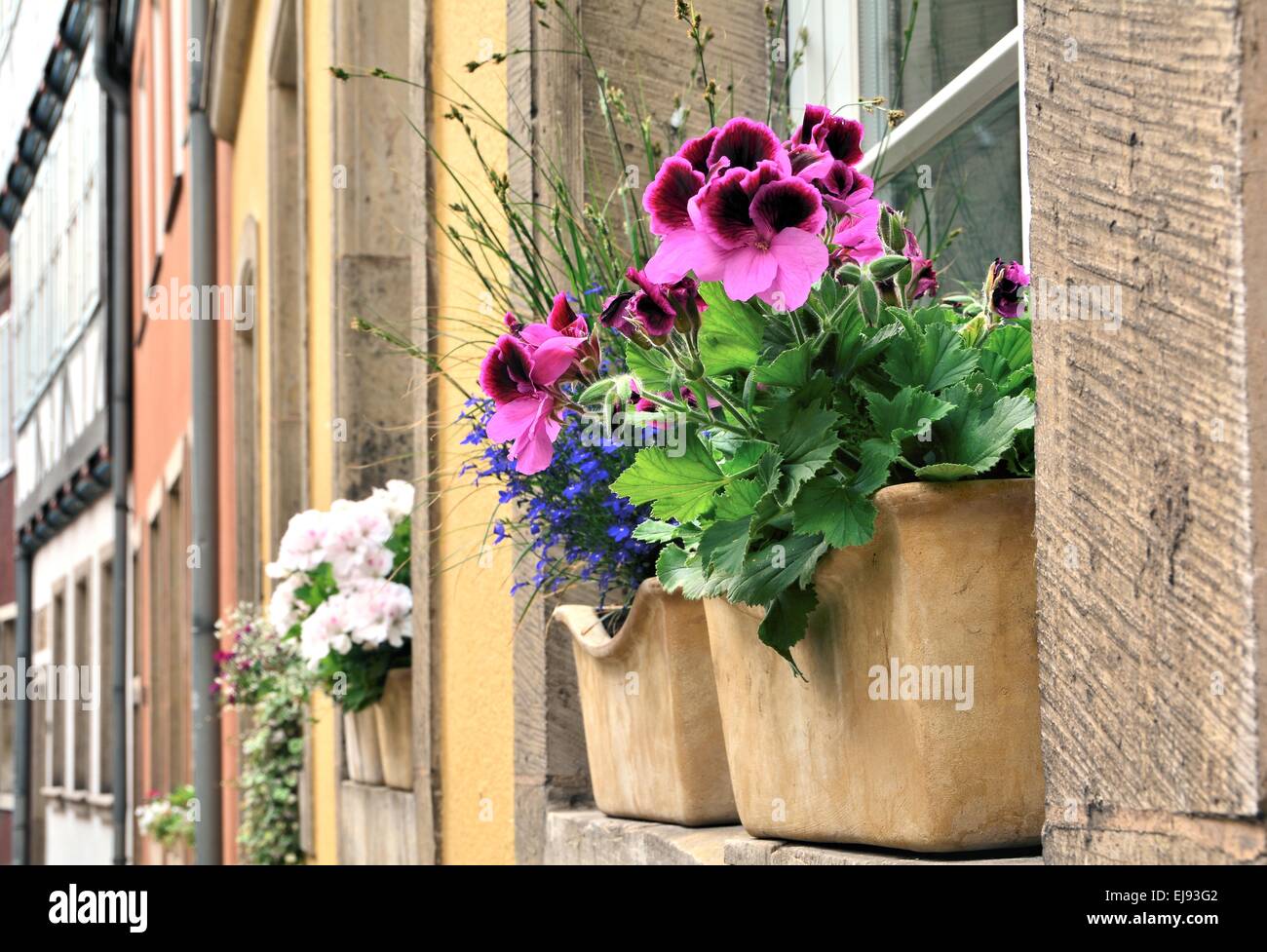 Flowers in the window of a house Stock Photo