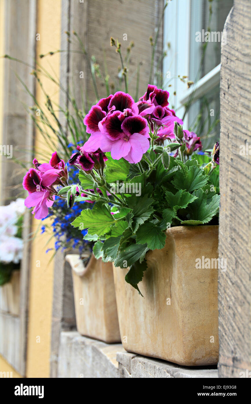 Flowers in the window of a house Stock Photo - Alamy