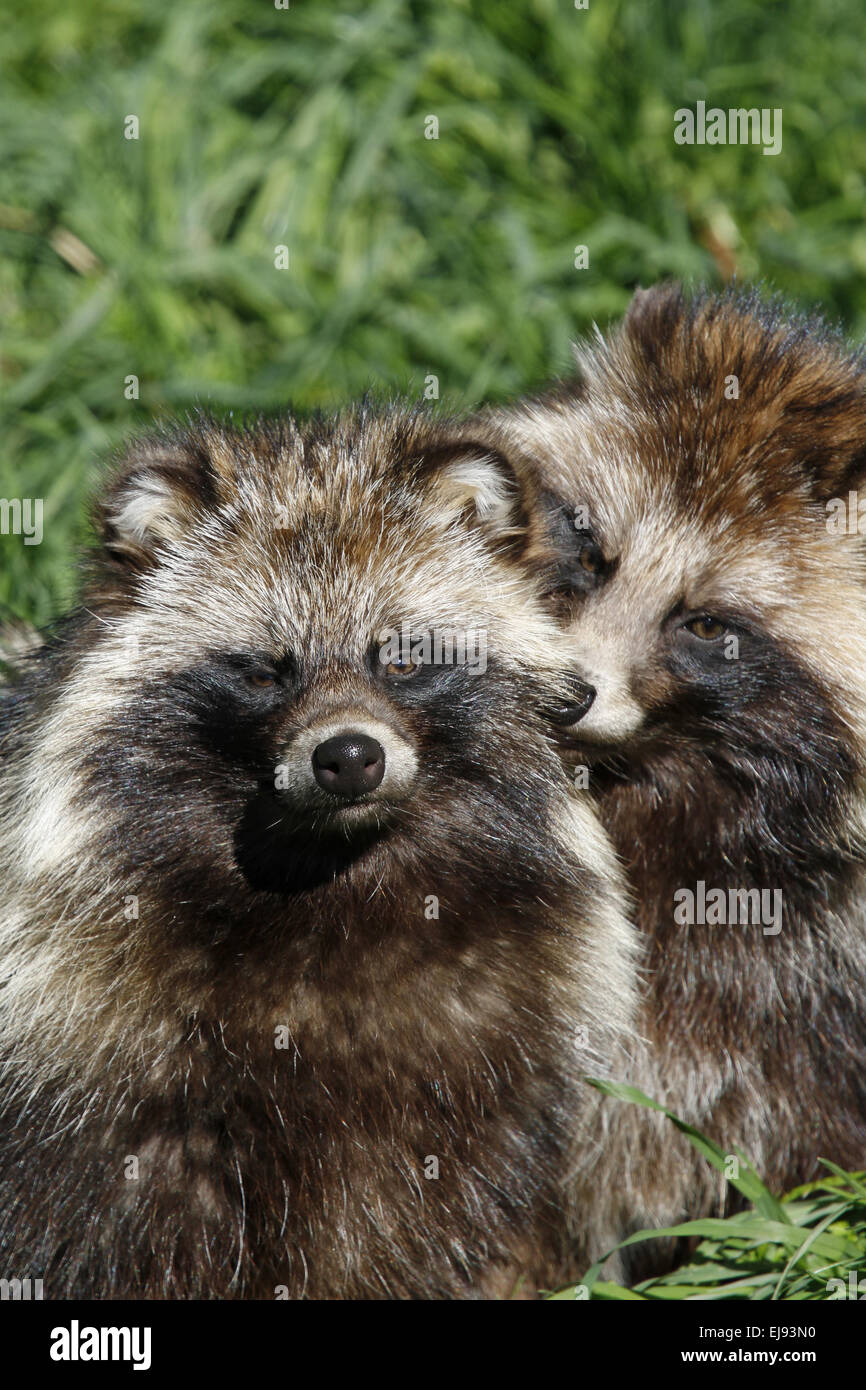 Raccoon dogs hi-res stock photography and images - Alamy