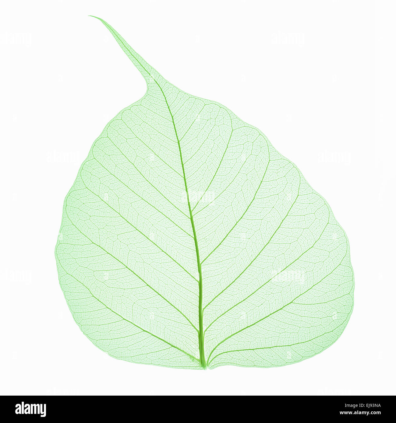 bodhi leaf vein isolated Stock Photo