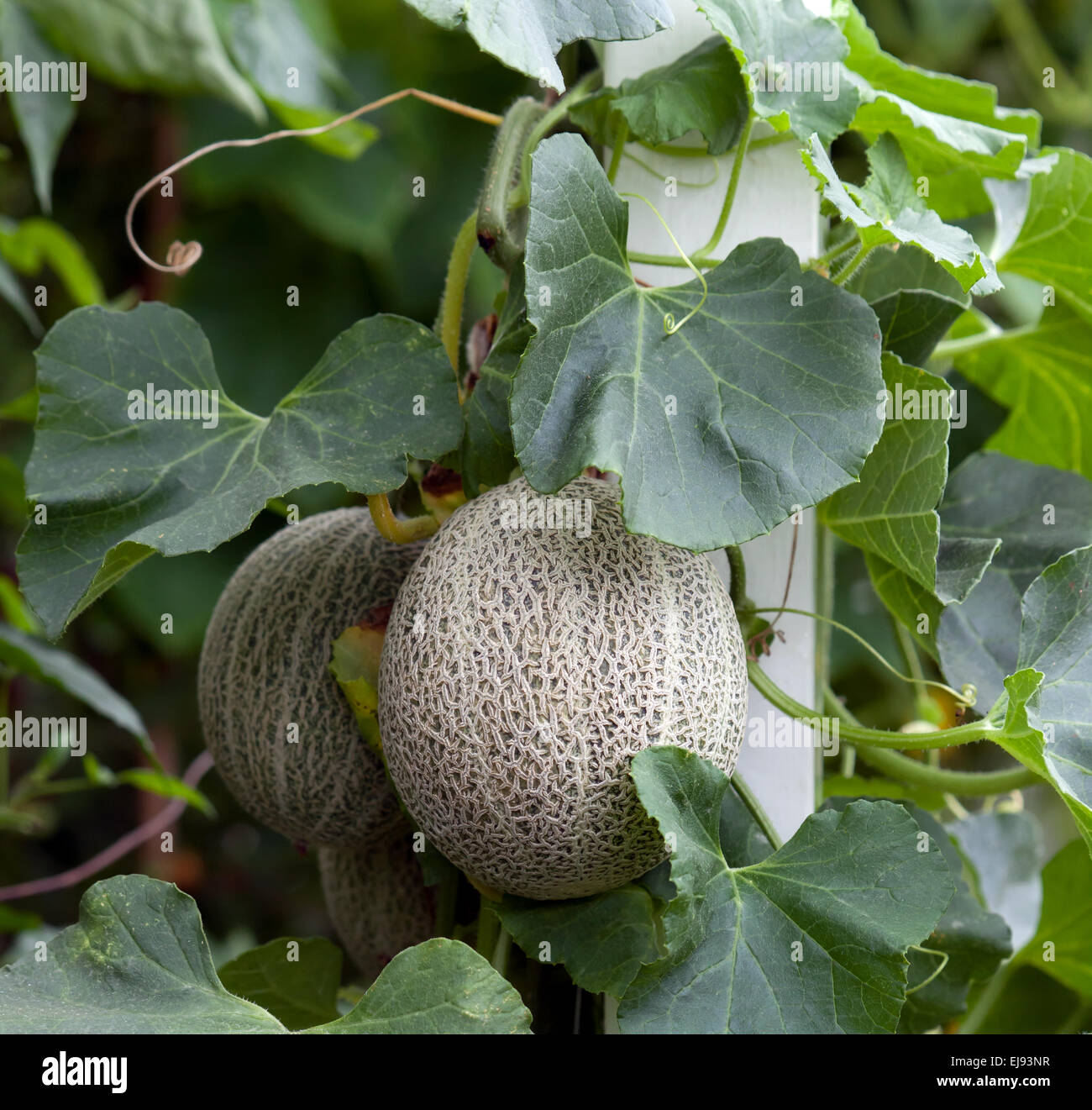 View of North American cantaloupe melons, (muskmelon) ,growing in a