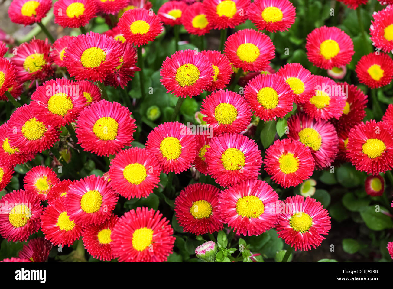 callistephus chinensis bloom Stock Photo