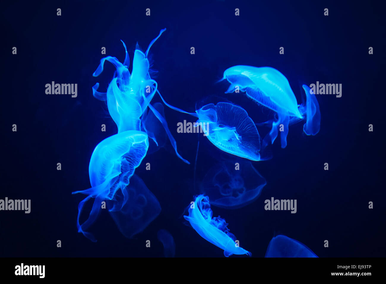 blue jellyfish Stock Photo