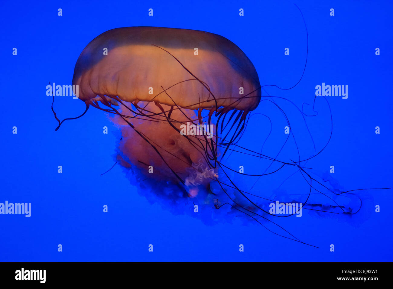 jellyfish isolated on blue Stock Photo