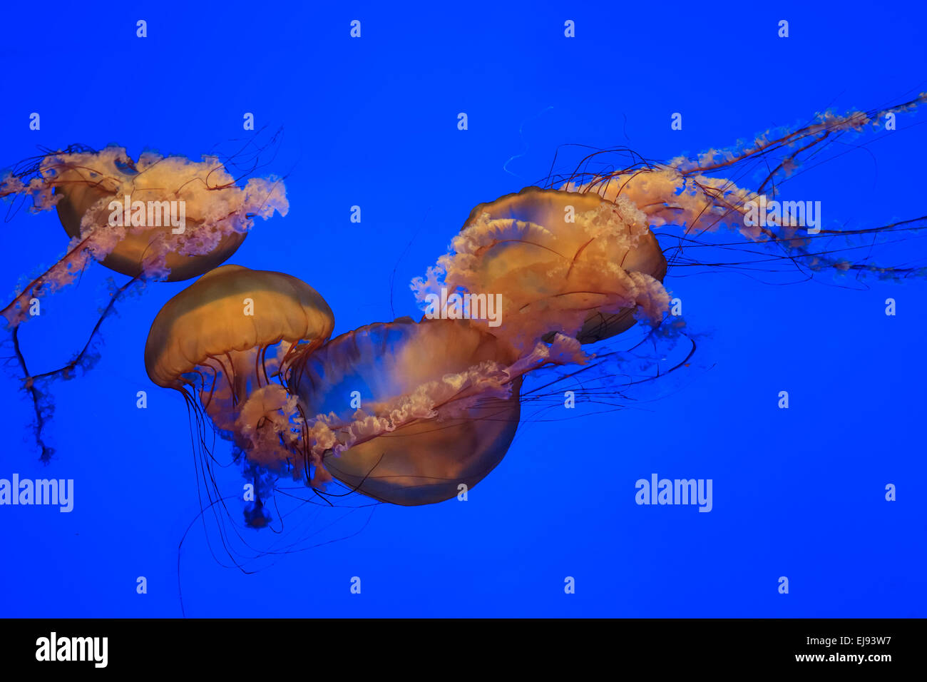 jellyfish with blue background Stock Photo