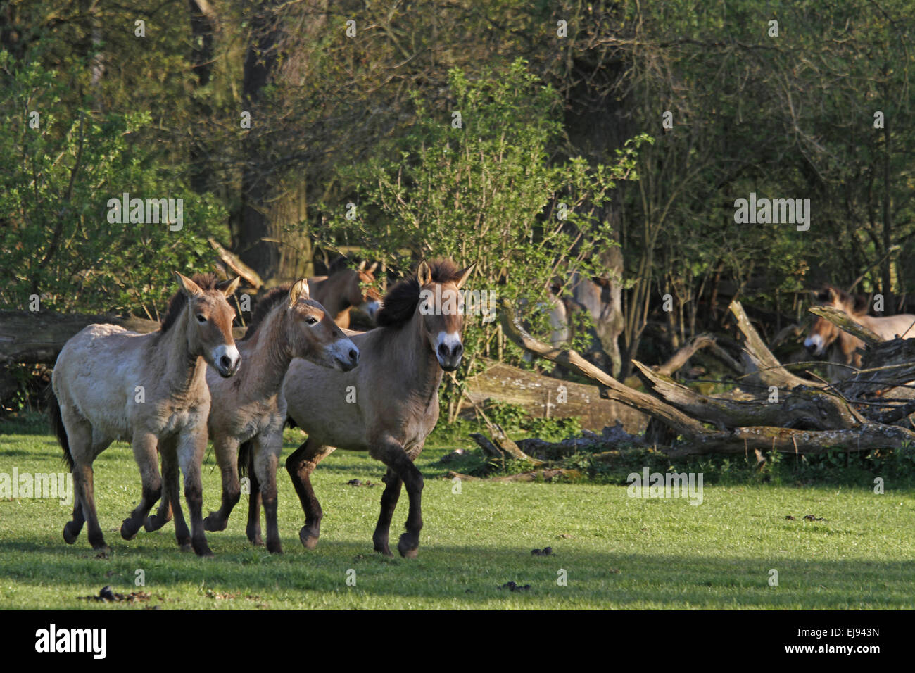 Przewalski's horse Stock Photo