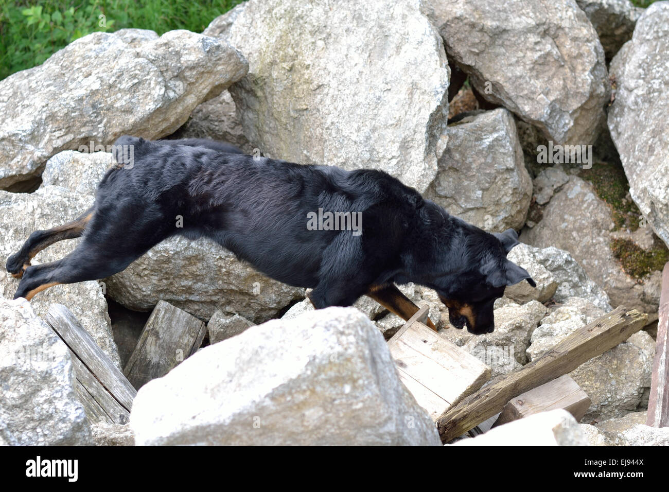 Beauceron Rescue dog looking buried person Stock Photo