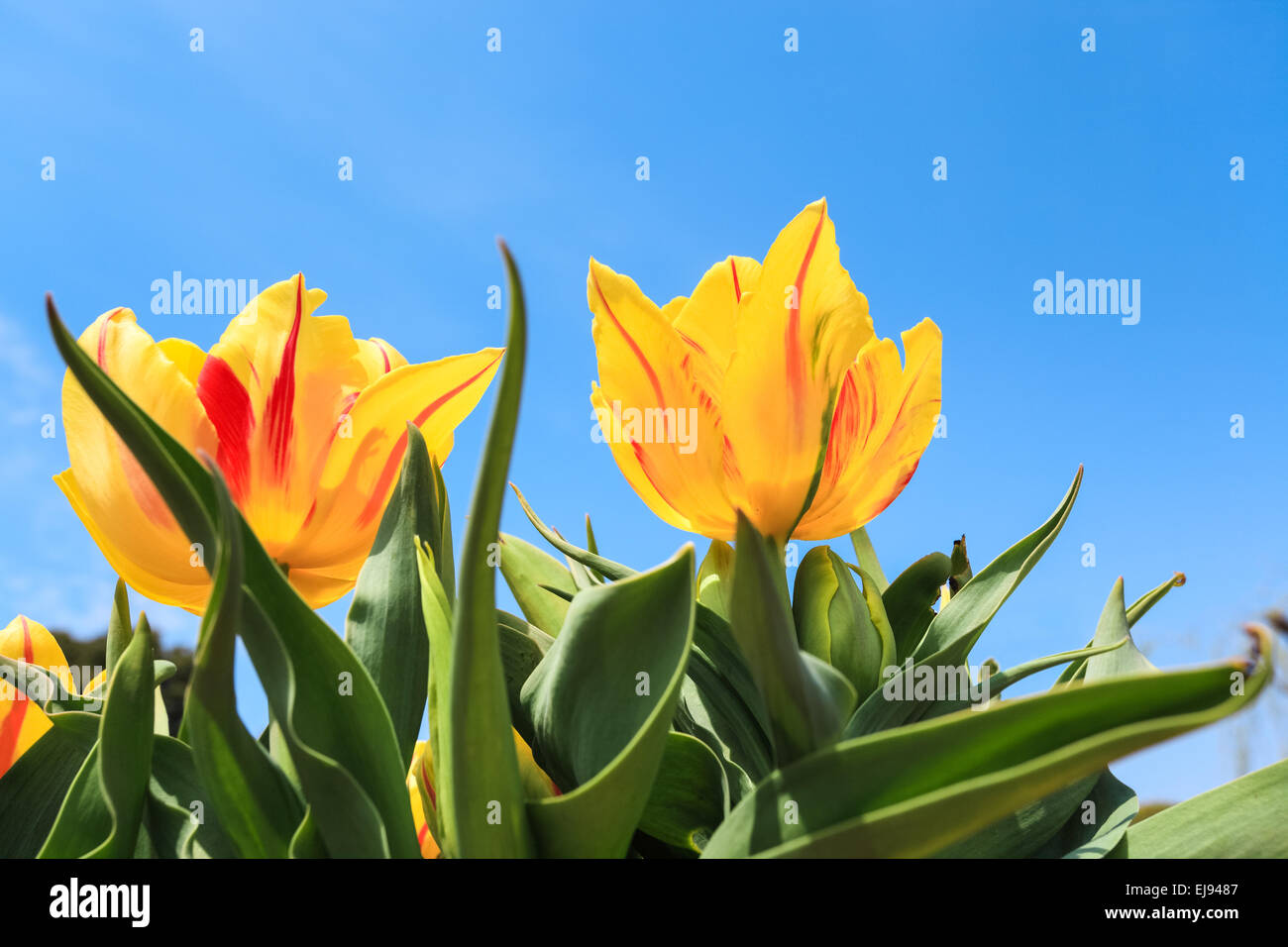 yellow tulips over the blue sky Stock Photo
