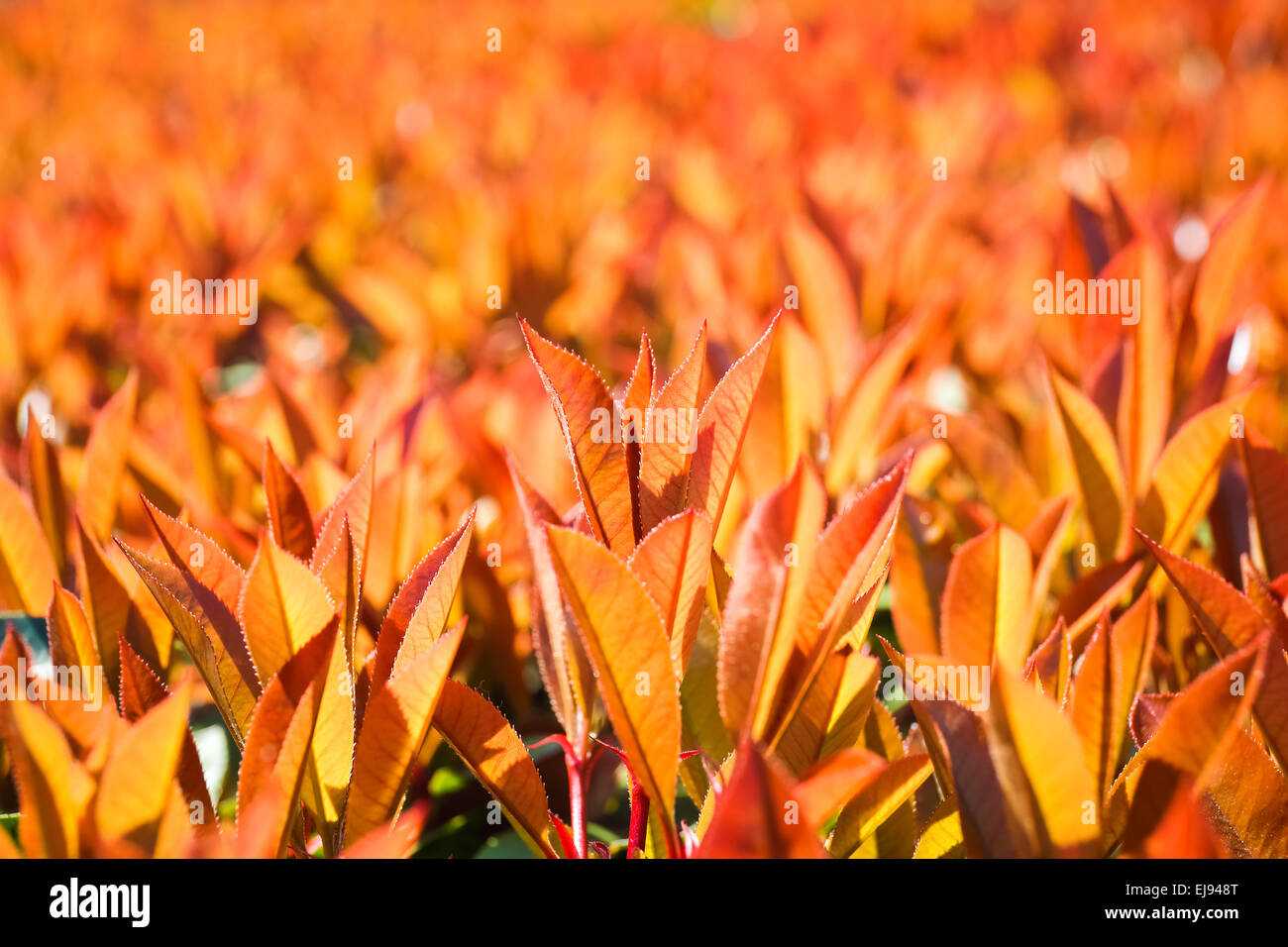 bright red young leaves in spring Stock Photo