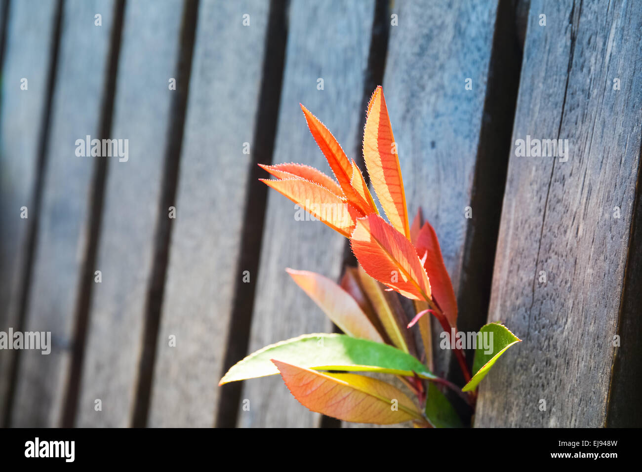 bright red young leaves in spring Stock Photo