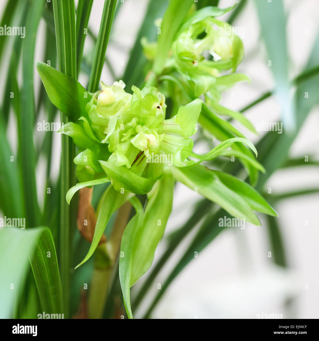 chinese orchid bloom Stock Photo