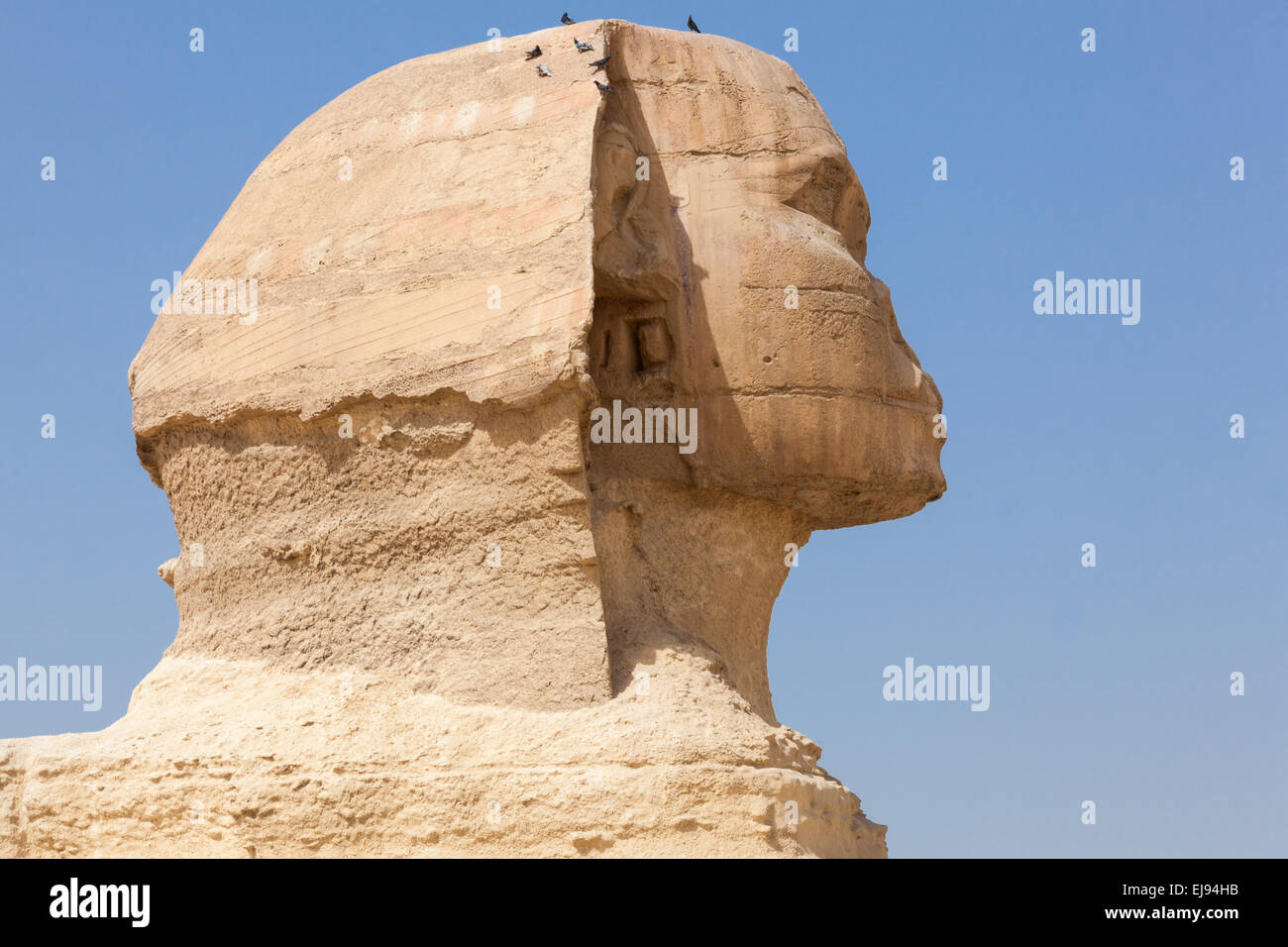 Close up of side view of Sphinx Cairo Stock Photo