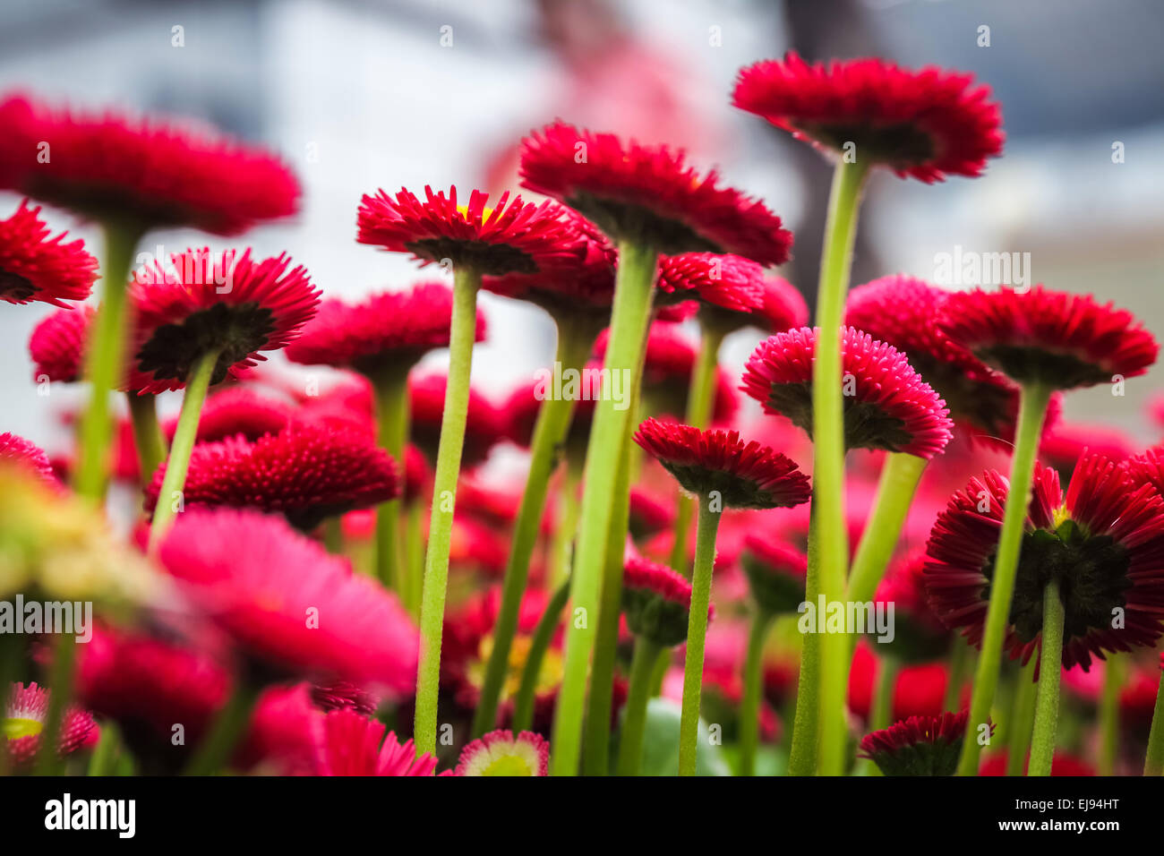 aster flowers closeup Stock Photo