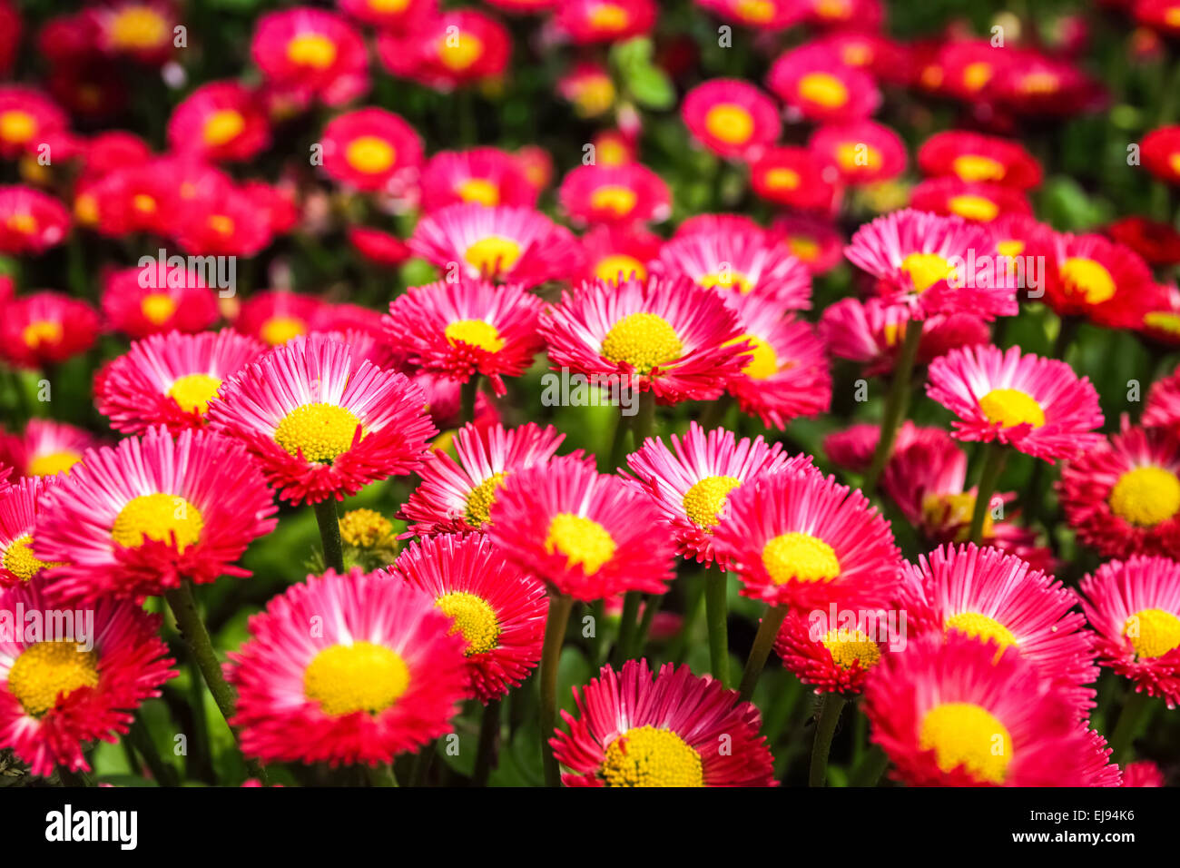 aster flowers background in spring Stock Photo